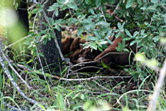 lions gomo gomo IMG_5071.JPG